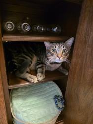 Lost Male Cat last seen Earlham and Jordan, Orange, CA 92869