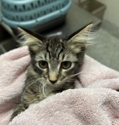 Shelter Stray Male Cat last seen Annandale, VA, 22003 Mayfield Dr and Herald St, Fairfax County, VA, 4500 West Ox Rd, Fairfax, VA 22030, USA