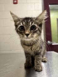 Shelter Stray Female Cat last seen Annandale, VA, 22003 Mayfield Dr and Herald St, Fairfax County, VA, 4500 West Ox Rd, Fairfax, VA 22030, USA