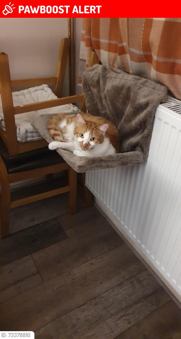 Lost Male Cat last seen Helmingham Hall, Helmingham, England IP14 6ED