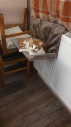 Lost Male Cat last seen Helmingham Hall, Helmingham, England IP14 6ED