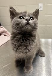 Shelter Stray Female Cat last seen Annandale, VA, 22003 Mayfield Dr and Herald St, Fairfax County, VA, 4500 West Ox Rd, Fairfax, VA 22030, USA
