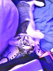 Lost Male Cat last seen Sw 14 st & 37 ave, coral gables, Miami, FL 33134