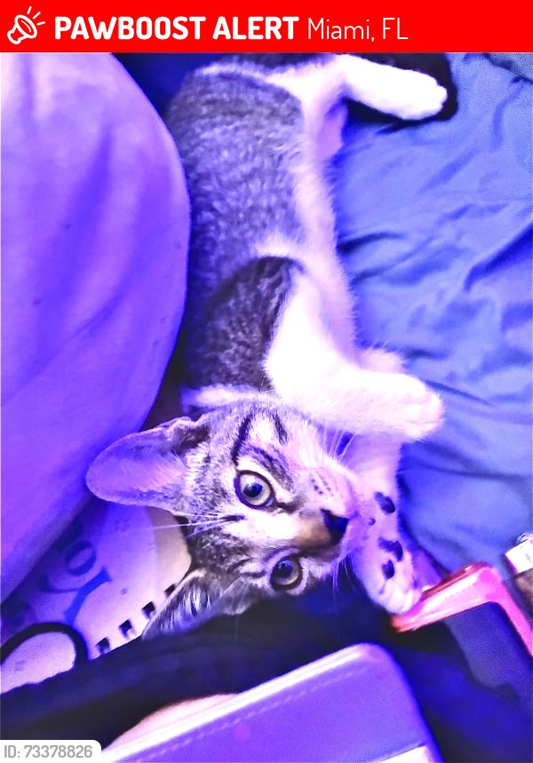 Lost Male Cat last seen Sw 14 st & 37 ave, coral gables, Miami, FL 33134