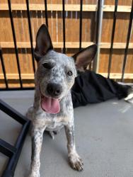 Found/Stray Male Dog last seen Thunderrock blvd, Marble Falls, TX 78654