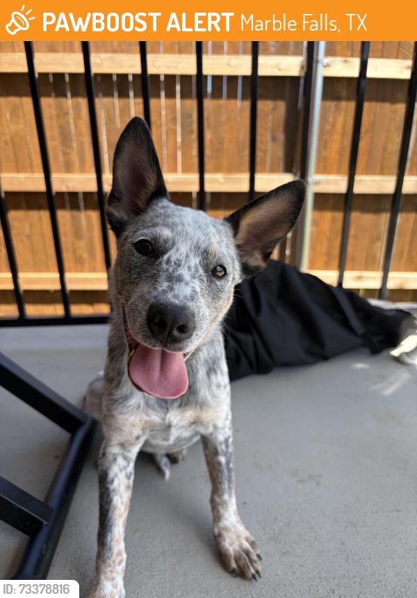 Found/Stray Male Dog last seen Thunderrock blvd, Marble Falls, TX 78654