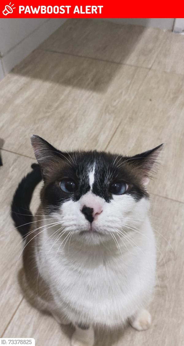 Lost Female Cat last seen rua munir facure 350, Alfredo Freire II, MG 38056-683