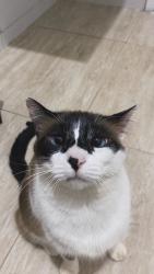 Lost Female Cat last seen rua munir facure 350, Alfredo Freire II, MG 38056-683