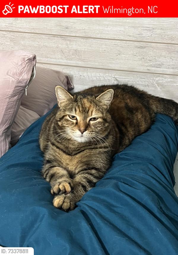 Lost Female Cat last seen Barksdale rd, Wilmington, NC 28409