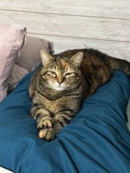 Lost Female Cat last seen Barksdale rd, Wilmington, NC 28409