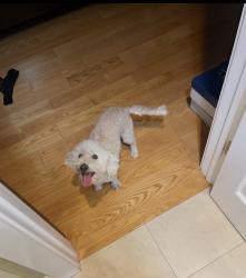 Reunited Female Dog last seen Via Arriba, San Lorenzo, CA 94580