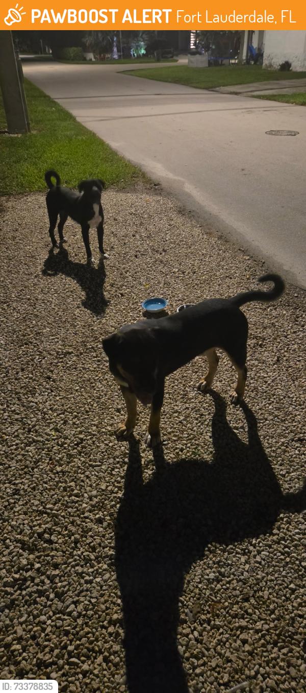 Found/Stray Unknown Dog last seen Floyd Hull Stadium, Fort Lauderdale, FL 33315