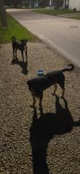 Found/Stray Unknown Dog last seen Floyd Hull Stadium, Fort Lauderdale, FL 33315