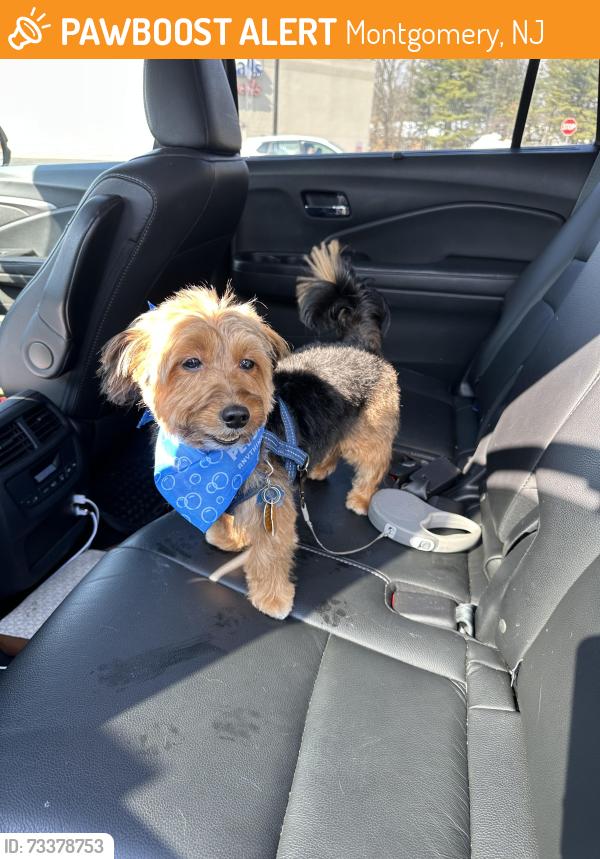 Found/Stray Male Dog last seen Montgomery library, Montgomery, NJ 08502