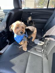 Found/Stray Male Dog last seen Montgomery library, Montgomery, NJ 08502