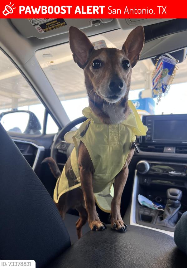 Lost Male Dog last seen Library around the corner, bus stop, Walmart on main road, San Antonio, TX 78227