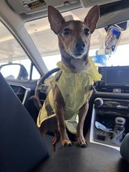 Lost Male Dog last seen Library around the corner, bus stop, Walmart on main road, San Antonio, TX 78227