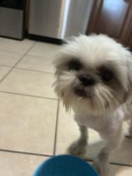 Found/Stray Female Dog last seen Braewick and jackwood, Houston, TX 77074