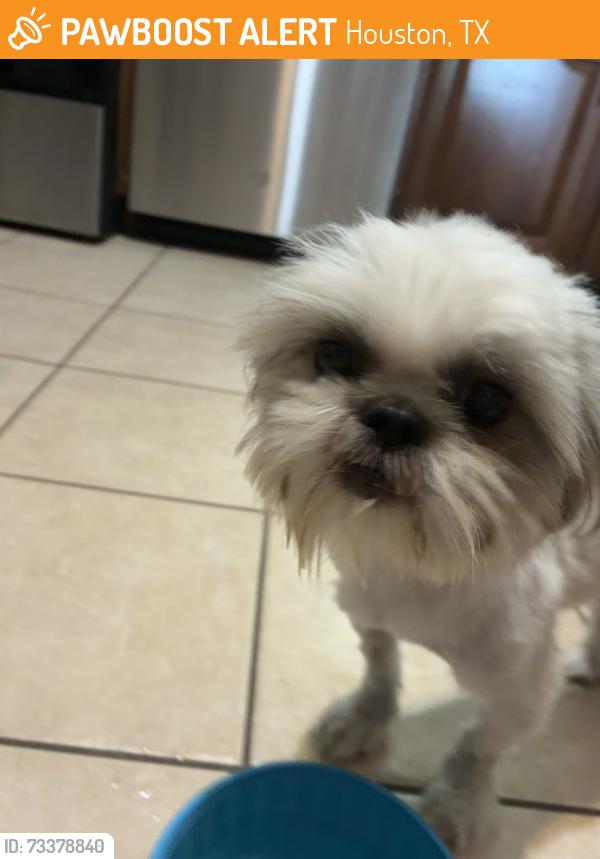 Found/Stray Female Dog last seen Braewick and jackwood, Houston, TX 77074