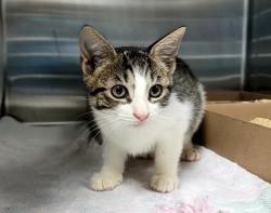 Shelter Stray Female Cat last seen Patterson Avenue, STATEN ISLAND, NY, 10306, 3139 Veterans Rd W, Staten Island, NY 10309, USA