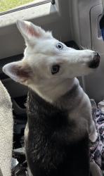 Reunited Unknown Dog last seen Port St. Lucie, Port St. Lucie, FL 34986