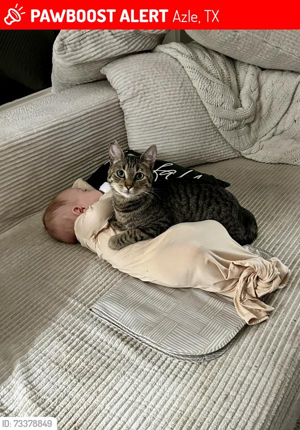 Lost Female Cat last seen Near and church road, Azle, TX 76020