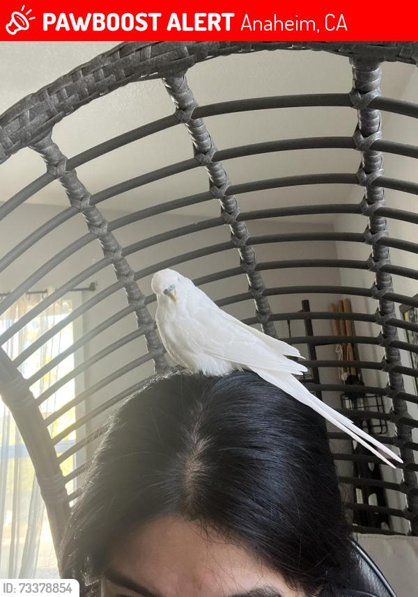 Lost Male Bird last seen Chapman, Anaheim, CA 92802