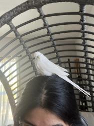 Lost Male Bird last seen Chapman, Anaheim, CA 92802