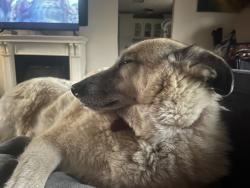 Lost Male Dog last seen Bueno Vista and Sandy flt, Bethel Springs, TN 38315