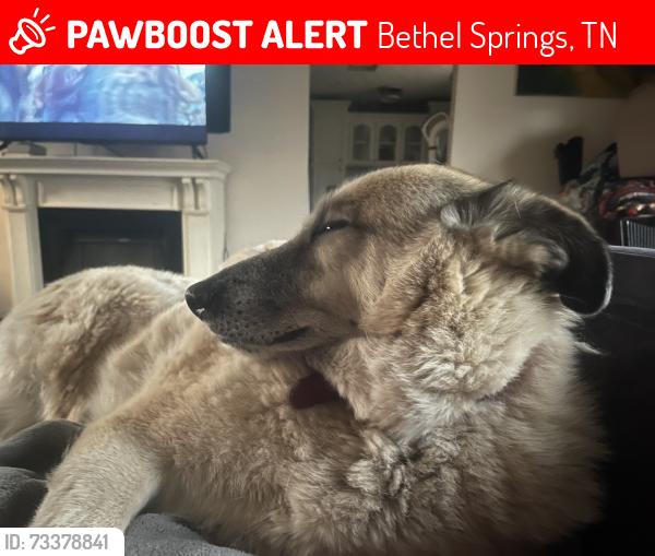 Lost Male Dog last seen Bueno Vista and Sandy flt, Bethel Springs, TN 38315