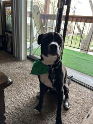 Lost Female Dog last seen 86th and federal, Westminster, CO 80031