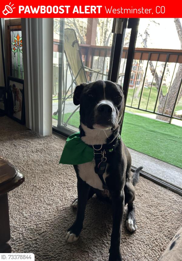 Lost Female Dog last seen 86th and federal, Westminster, CO 80031