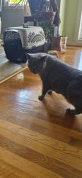Reunited Male Cat last seen Mifflin st and McKean st, Philadelphia, PA 19145