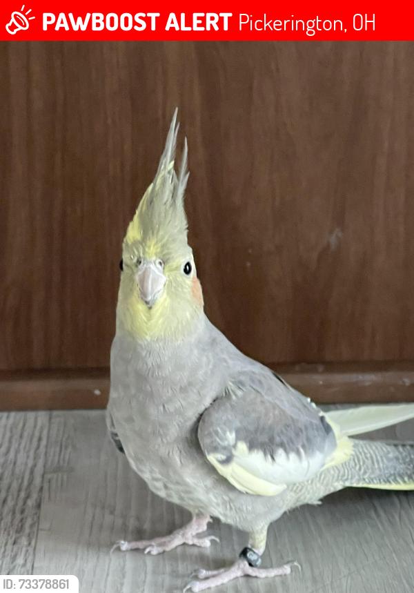 Lost Female Bird last seen Graystone. Drive, Pickerington, OH 43147