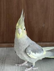 Lost Female Bird last seen Graystone. Drive, Pickerington, OH 43147