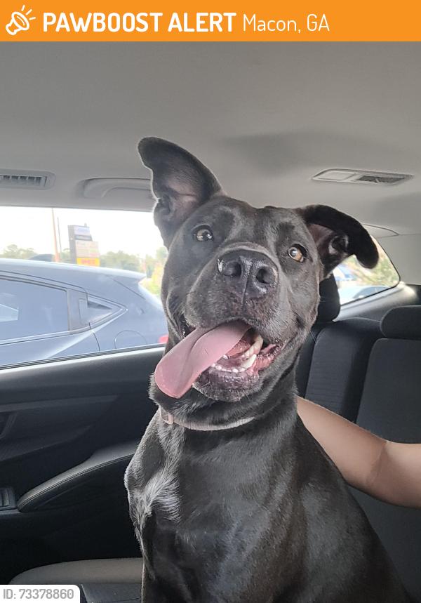 Found/Stray Female Dog last seen Springdale Elementary, Macon, GA 31210