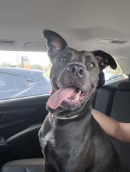 Found/Stray Female Dog last seen Springdale Elementary, Macon, GA 31210