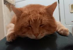 Lost Male Cat last seen Lake Drive & South Shell Road, DeBary, FL 32713