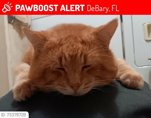 Lost Male Cat last seen Lake Drive & South Shell Road, DeBary, FL 32713