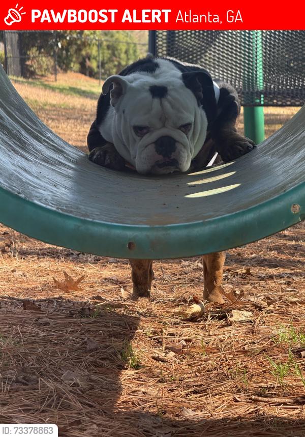 Lost Male Dog last seen McDonough,Ga, Atlanta, GA 30303