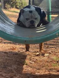 Lost Male Dog last seen McDonough,Ga, Atlanta, GA 30303