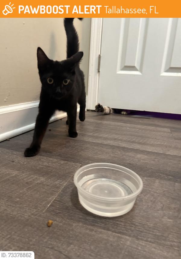Found/Stray Unknown Cat last seen Charlotte St. and Basin St., Tallahassee, FL 32304