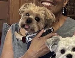 Lost Male Dog last seen South Lima and iliff ave, Aurora, CO 80014