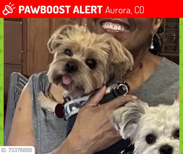 Lost Male Dog last seen South Lima and iliff ave, Aurora, CO 80014