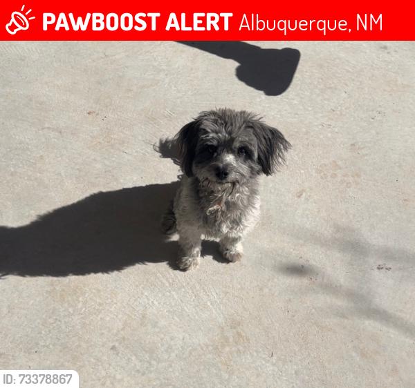 Lost Male Dog last seen Gibson blvd, Albuquerque, NM 87106