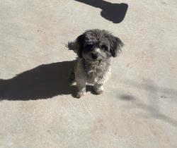 Lost Male Dog last seen Gibson blvd, Albuquerque, NM 87106