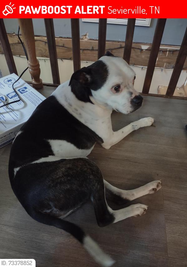 Lost Male Dog last seen Lane Hollow Rd, Rauhuff Hollow rd, and Allensville rd, Sevierville, TN 37876