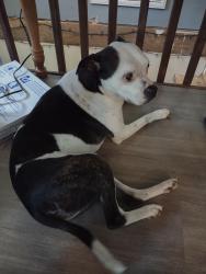 Lost Male Dog last seen Lane Hollow Rd, Rauhuff Hollow rd, and Allensville rd, Sevierville, TN 37876