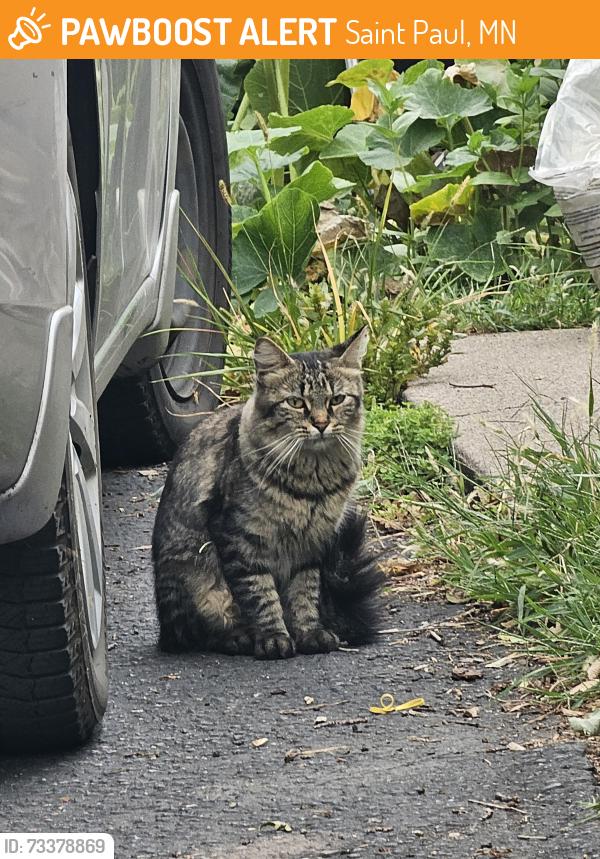 Found/Stray Unknown Cat last seen Maryland grotto, Saint paul, Saint Paul, MN 55117