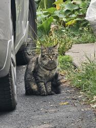 Found/Stray Unknown Cat last seen Maryland grotto, Saint paul, Saint Paul, MN 55117